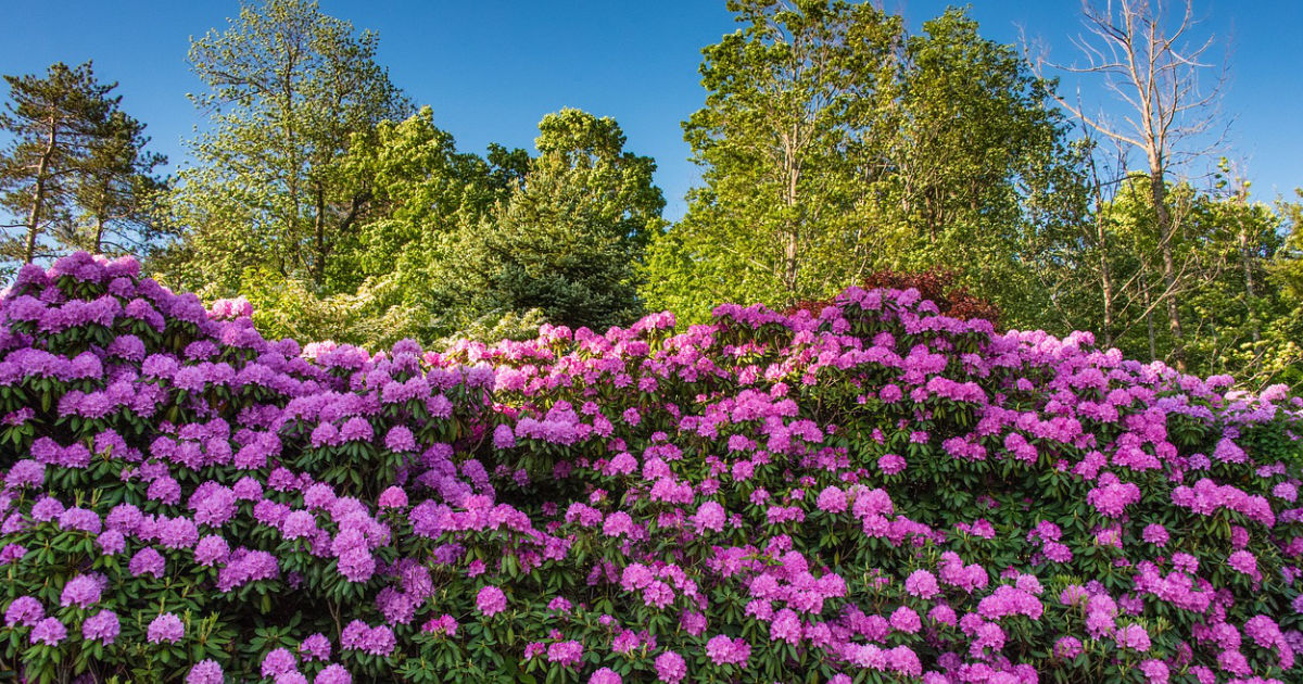 Rhododendron: Der perfekte Strauch für den Halbschatten – Tipps zu Pflanzung, Pflege und Blüte