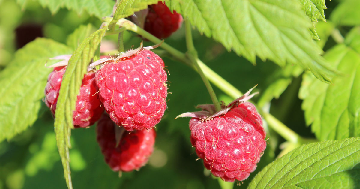 Himbeeren anbauen: Sorten, Pflege und Ernte – So gelingt dir der perfekte Himbeergarten