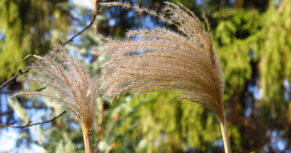 Ziergräser: Eleganz und Struktur im Garten – So bereichern Ziergräser dein Gartenambiente