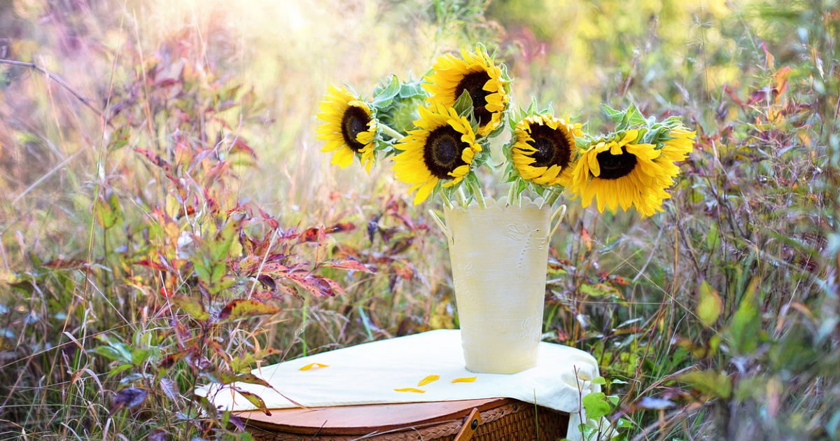 Sonnenblumen: Der strahlende Star im Sommergarten – Pflanzung, Pflege und Tipps für beeindruckende Blüten