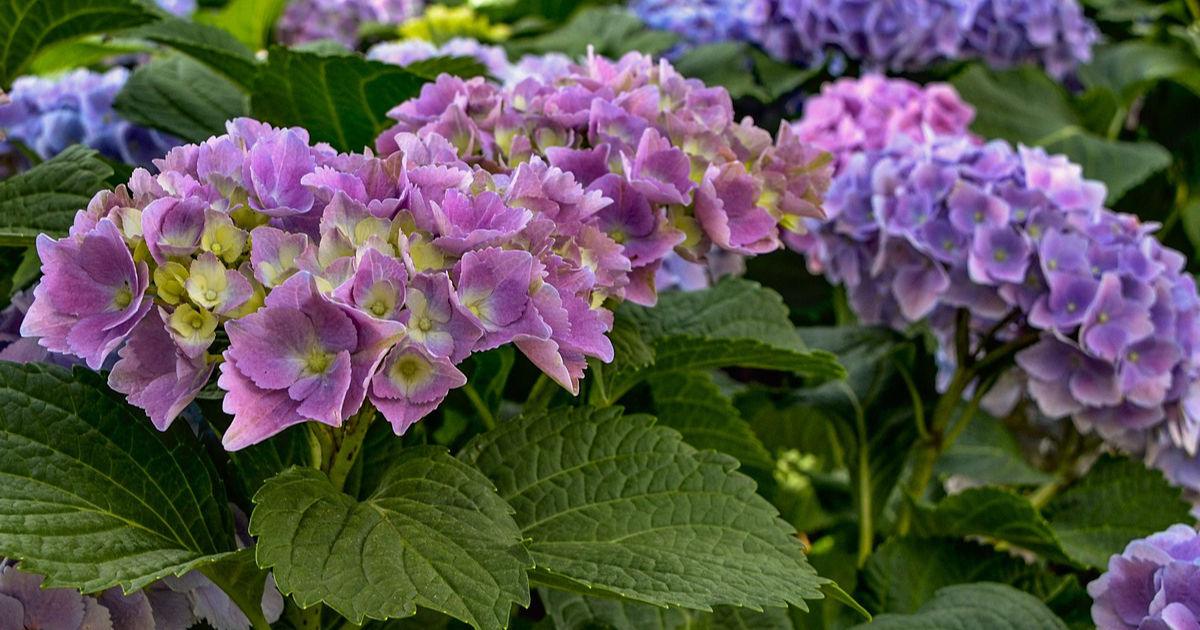 Hortensien im Garten – Farbenpracht und Pflegehinweise: Alles, was du über die richtige Pflege und den optimalen Standort wissen musst