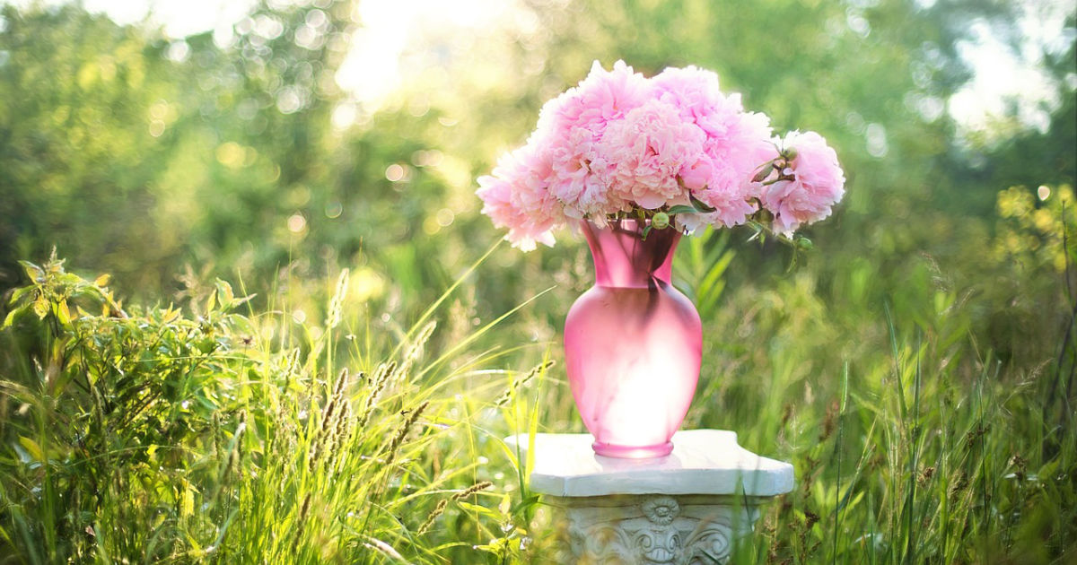 Der perfekte Standort für Pfingstrosen – Tipps für gesundes Wachstum und üppige Blütenpracht