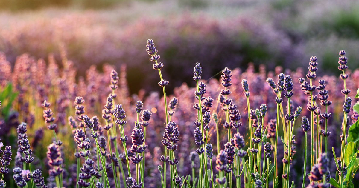 Lavendel – Anbau, Pflege und vielseitige Verwendung: Ein Leitfaden für Hobbygärtner und Gartenliebhaber
