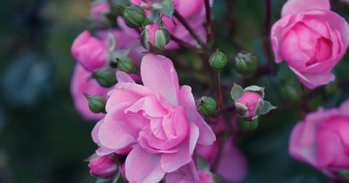 Rosen – Pflege, Sorten und häufige Krankheiten: Der ultimative Leitfaden für einen blühenden Rosengarten