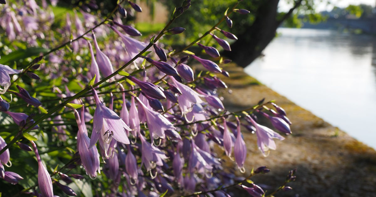 Funkien (Hosta) – Schattenliebende Blattschönheiten für deinen Garten: Pflege, Sorten und Gestaltungstipps