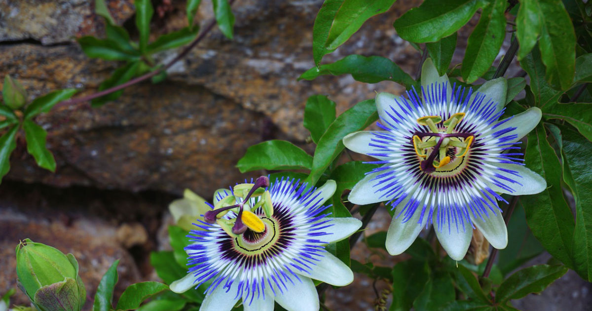 Der exotische Charme der Passionsblume – Pflege, Anbau und Verwendung im Garten