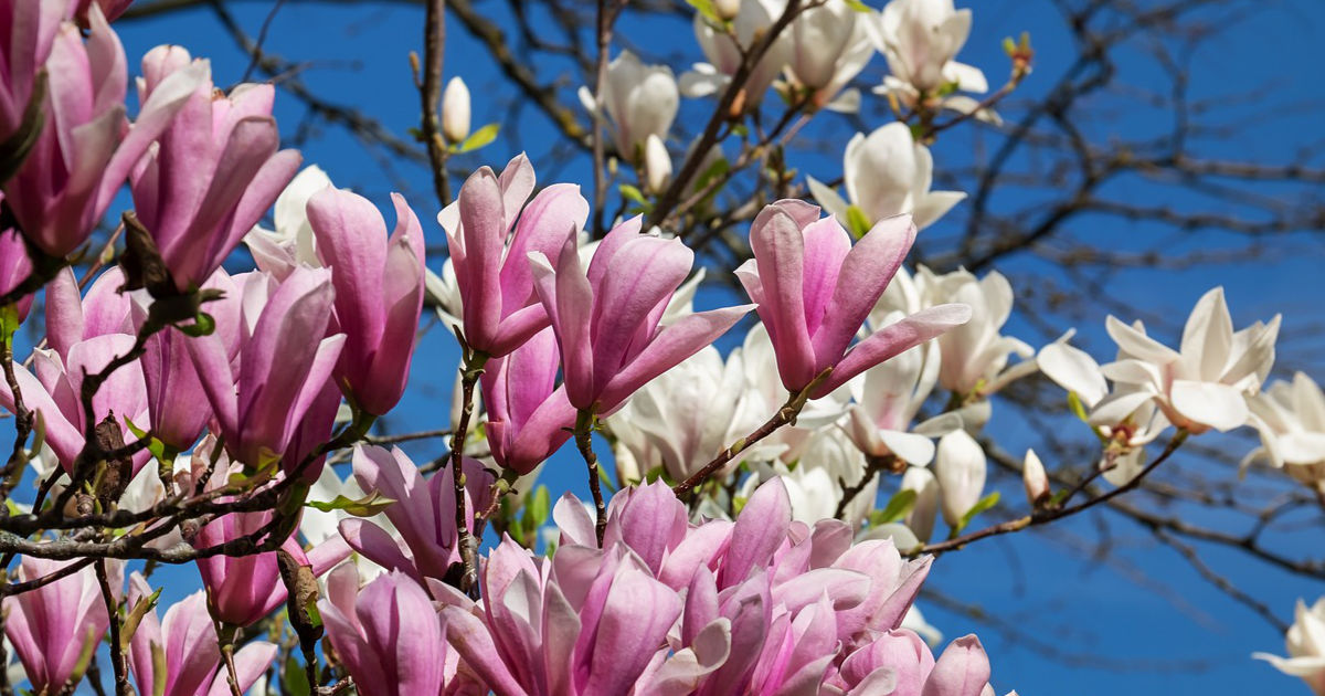 Magnolien im Garten: Pflanzung, Pflege und Blütenpracht – So bringst du den Zauber der Magnolien in deinen Garten
