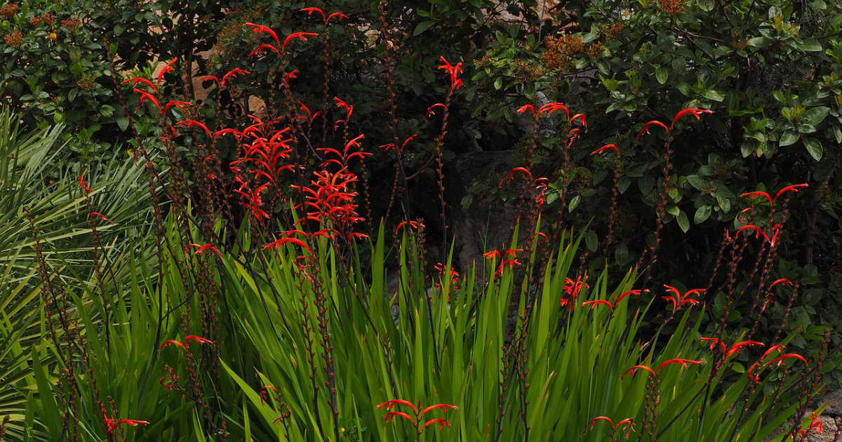 Staudenbeet gestalten: So planst du für die Blüte das ganze Jahr über – Tipps zur richtigen Pflanzenauswahl und Pflege