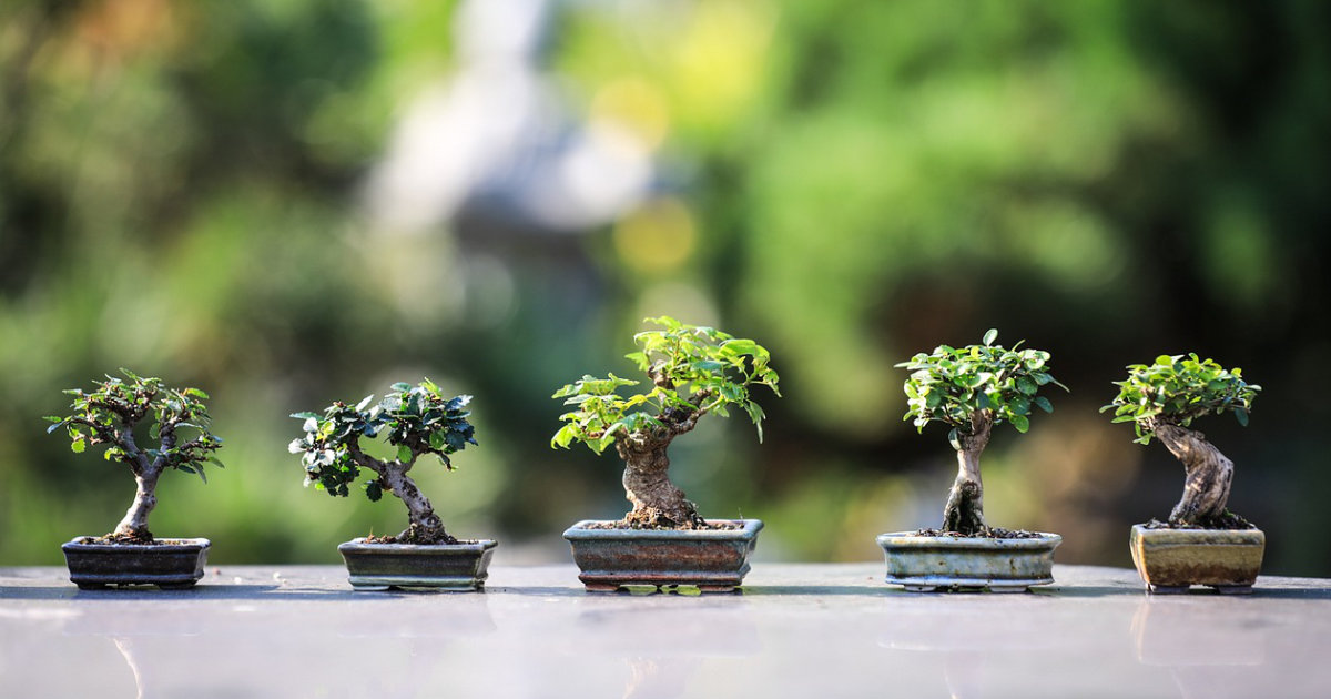 Themengärten: Von der mediterranen Oase bis zum japanischen Garten – Inspirationen für individuelle Gartenstile