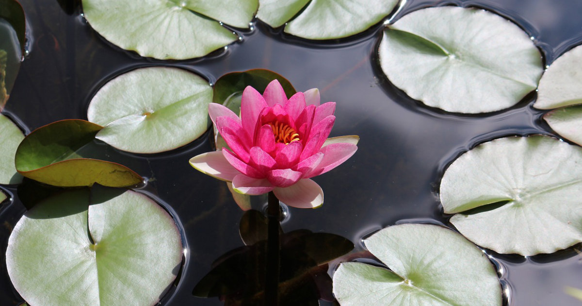 Wasser im Garten: Gartenteiche, Springbrunnen und Wasserspiele – So integrierst du Wasser in deinen Garten