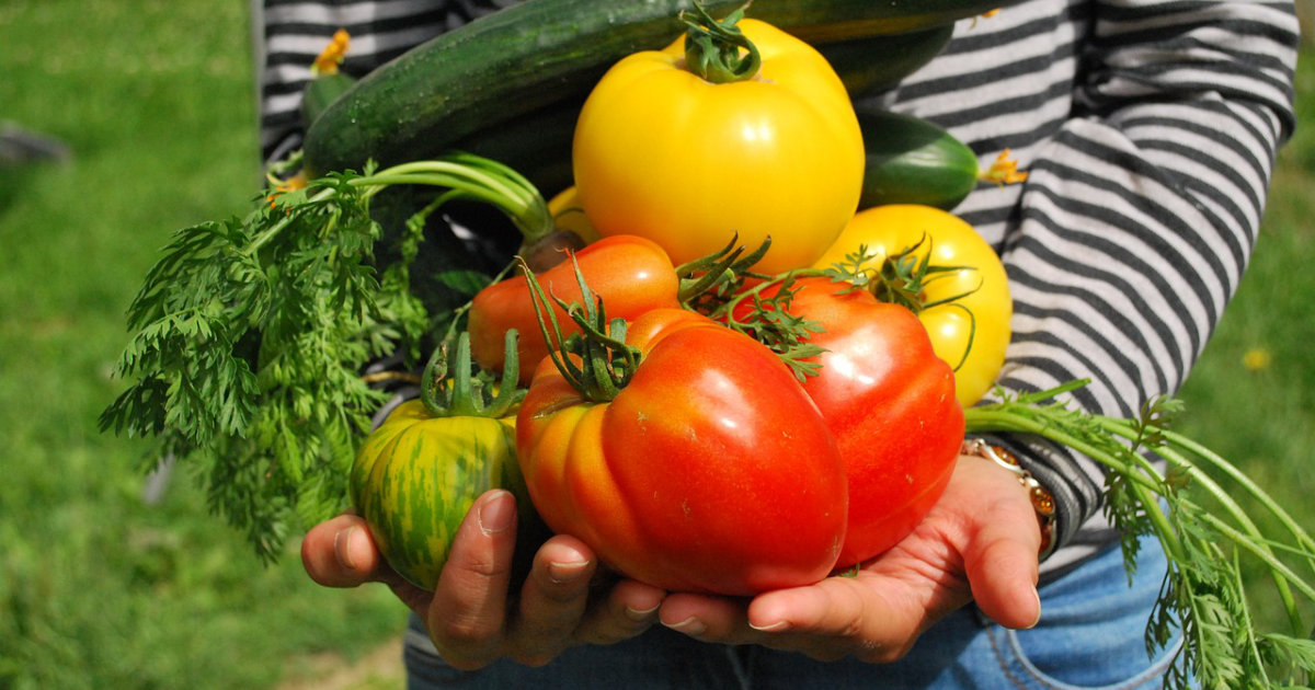Gartenplanung: Der perfekte Gemüsegarten für Anfänger – Erste Schritte zu einem erfolgreichen Gemüseanbau