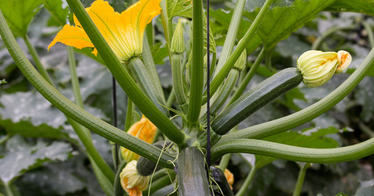 Zucchini pflanzen: Tipps zur Pflege und häufige Probleme – So gelingt der Zucchinianbau im Garten