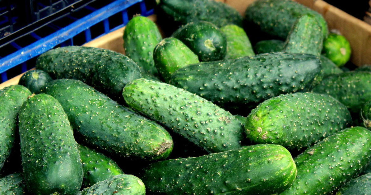 Gurken im Garten: Tipps für reiche Ernte – So baust du erfolgreich Gurken an und profitierst von einer frischen Ernte