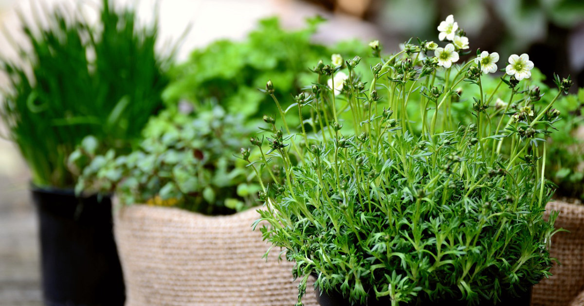 Kräuterbeet anlegen: Standort und Pflege für aromatische Kräuter – Tipps für deinen eigenen Kräutergarten