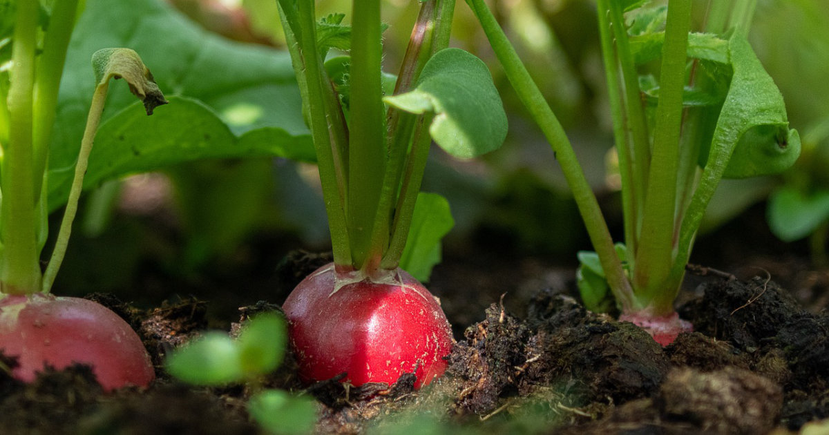 Radieschen: Schnelle Ernte aus dem eigenen Garten – So baust du erfolgreich Radieschen an und genießt frische Knollen