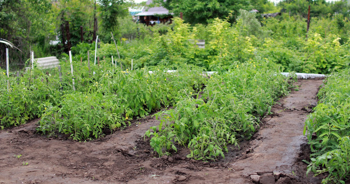 Mischkultur im Gemüsegarten: Welche Pflanzen passen zusammen? – Tipps für eine gesunde Ernte und natürlichen Pflanzenschutz
