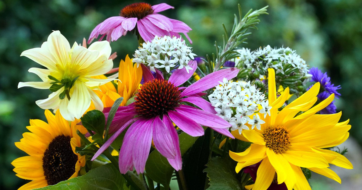 Die schönsten Sommerblumen für den Garten – Farbpracht und Blütenfülle für warme Tage