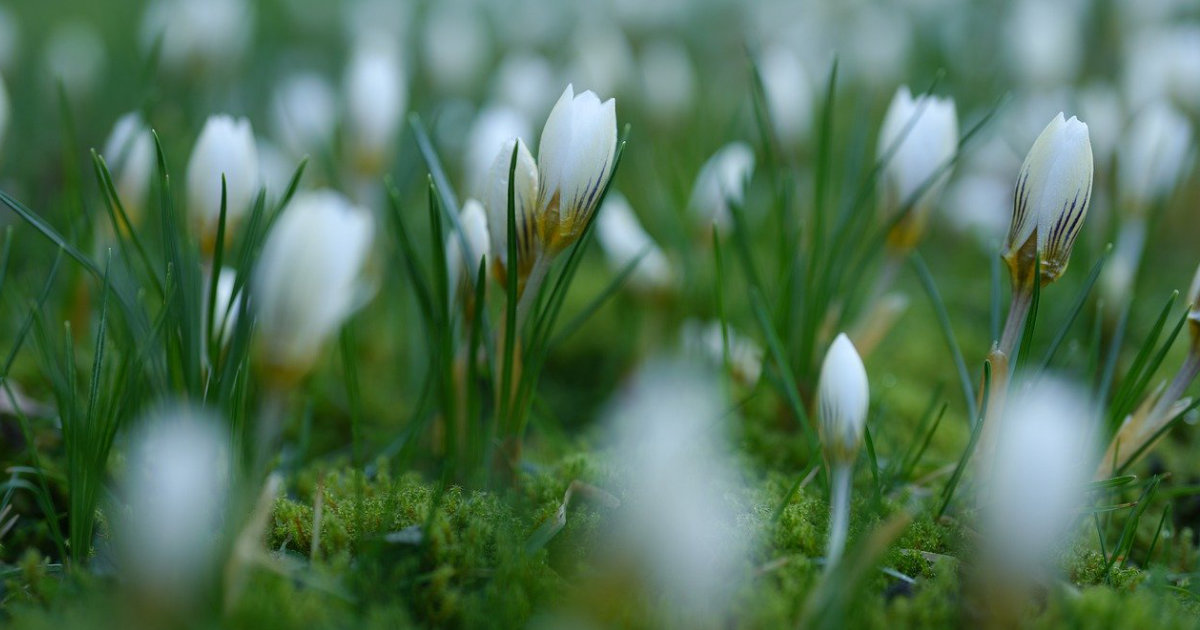 Frühblüher: Welche Zwiebelpflanzen im Frühling für Farbe sorgen – Ein Leitfaden für leuchtende Farben im Frühlingsgarten
