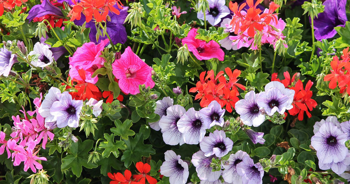 Geranien richtig pflegen: Tipps für Balkon und Garten – So gedeihen deine Pflanzen prächtig den ganzen Sommer über