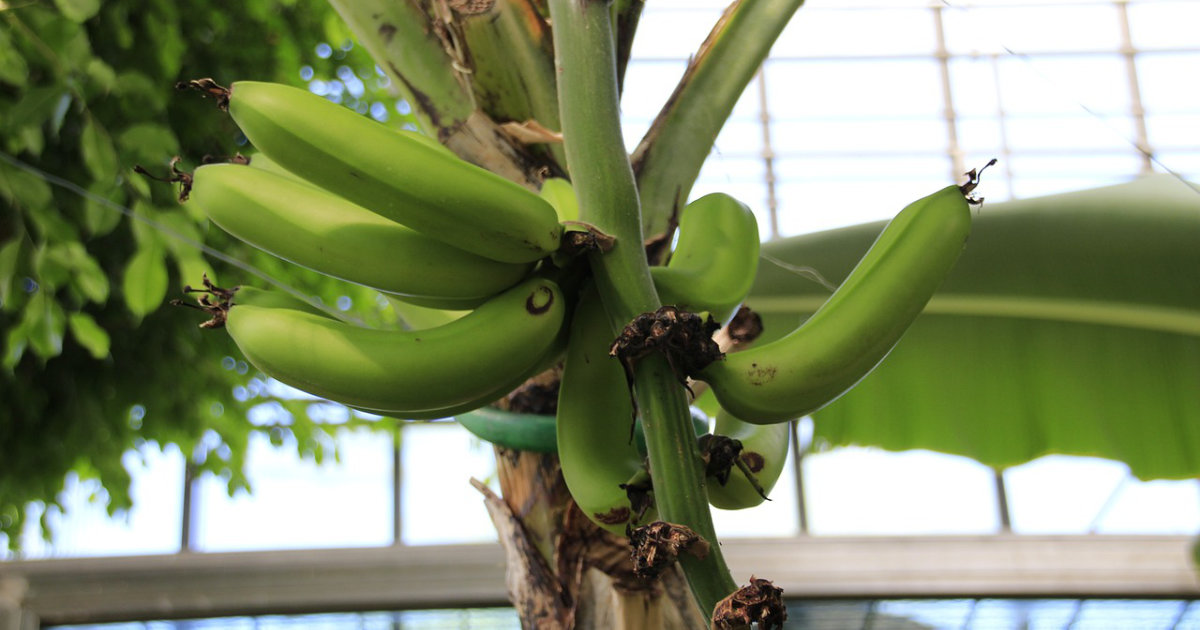 Exotische Pflanzen im Garten: Bananenpflanzen, Palmen und mehr – Tipps für ein tropisches Flair im heimischen Garten