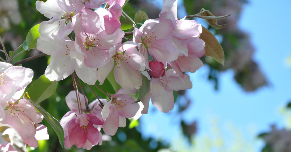 Begonien: Blühwunder für schattige Standorte – Tipps zur Pflege und Auswahl für deinen Garten oder Balkon