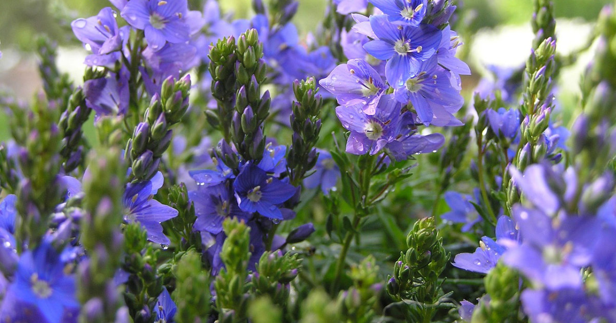 Bodendeckerpflanzen: Pflegeleichte Blütenpracht für den Garten – Tipps für Auswahl, Pflanzung und Pflege