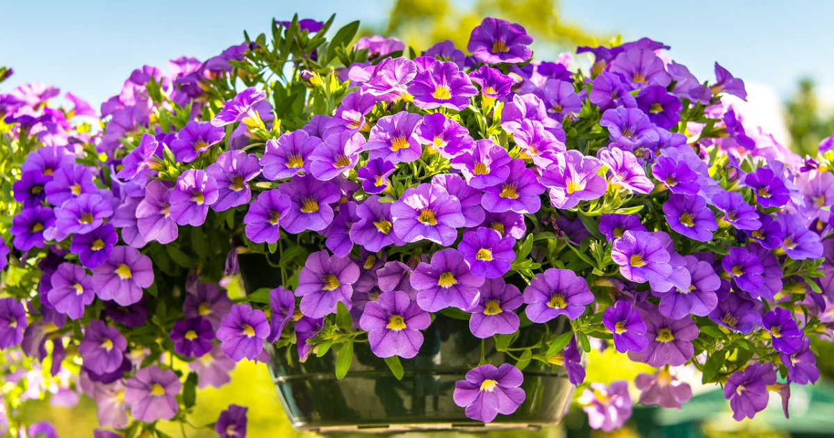 Petunien: So blühen sie den ganzen Sommer – Tipps zur Pflanzung, Pflege und Standortwahl für eine farbenfrohe Blütenpracht