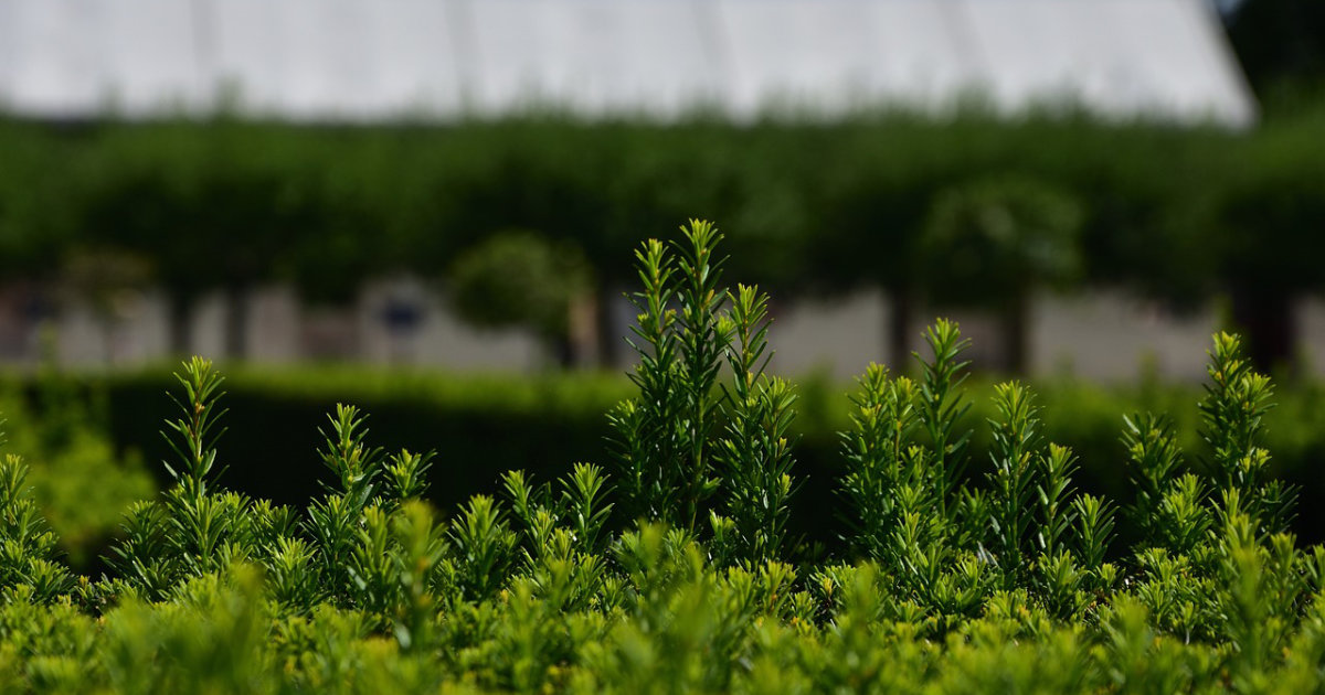 Ziersträucher für den Garten: Flieder, Hibiskus und Co. – Tipps zur Auswahl, Pflanzung und Pflege