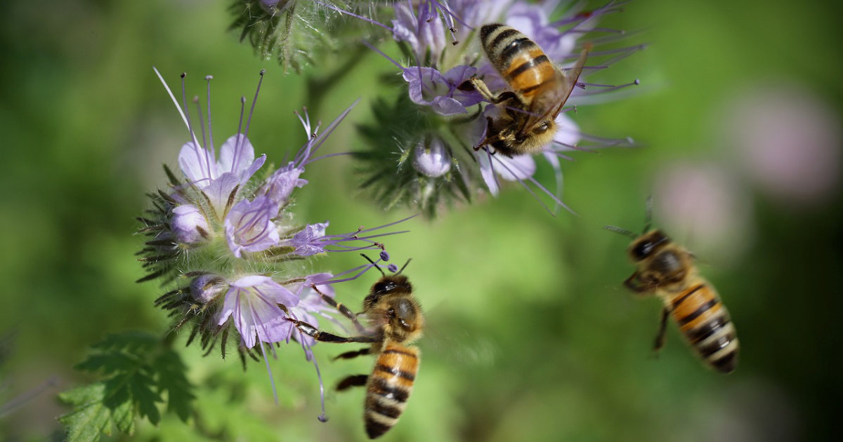 Blumen für Bienen: So machst du deinen Garten bienenfreundlich – Tipps zur Pflanzung und Auswahl für einen summenden Garten
