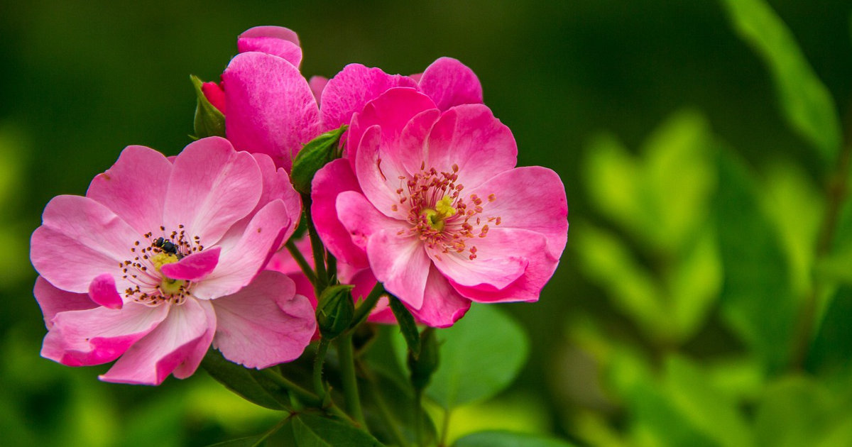 Rosenbegleiter: Welche Pflanzen passen gut zu Rosen? – Tipps für die perfekte Kombination im Rosenbeet
