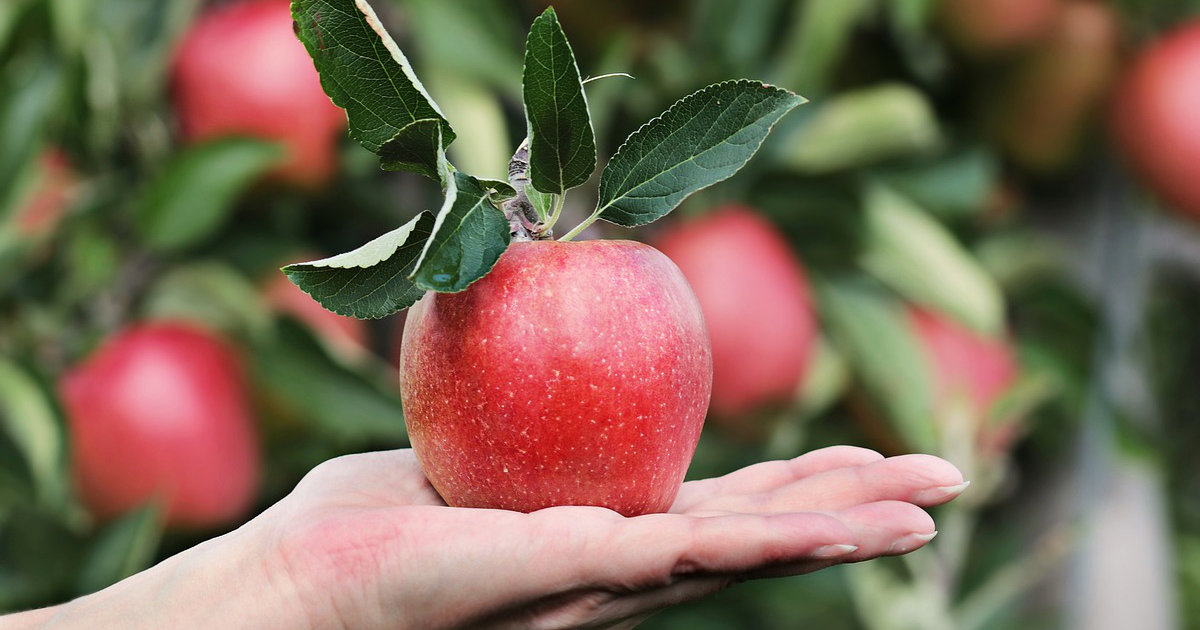 Obstbäume im Garten: Äpfel, Birnen und Pflaumen – Tipps für Anbau, Pflege und Ernte von köstlichem Obst