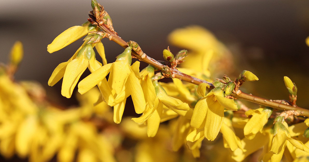 Sträucher für farbenfrohe Hecken: Forsythie, Holunder und Berberitze – So gestaltest du eine lebendige und bunte Hecke im Garten