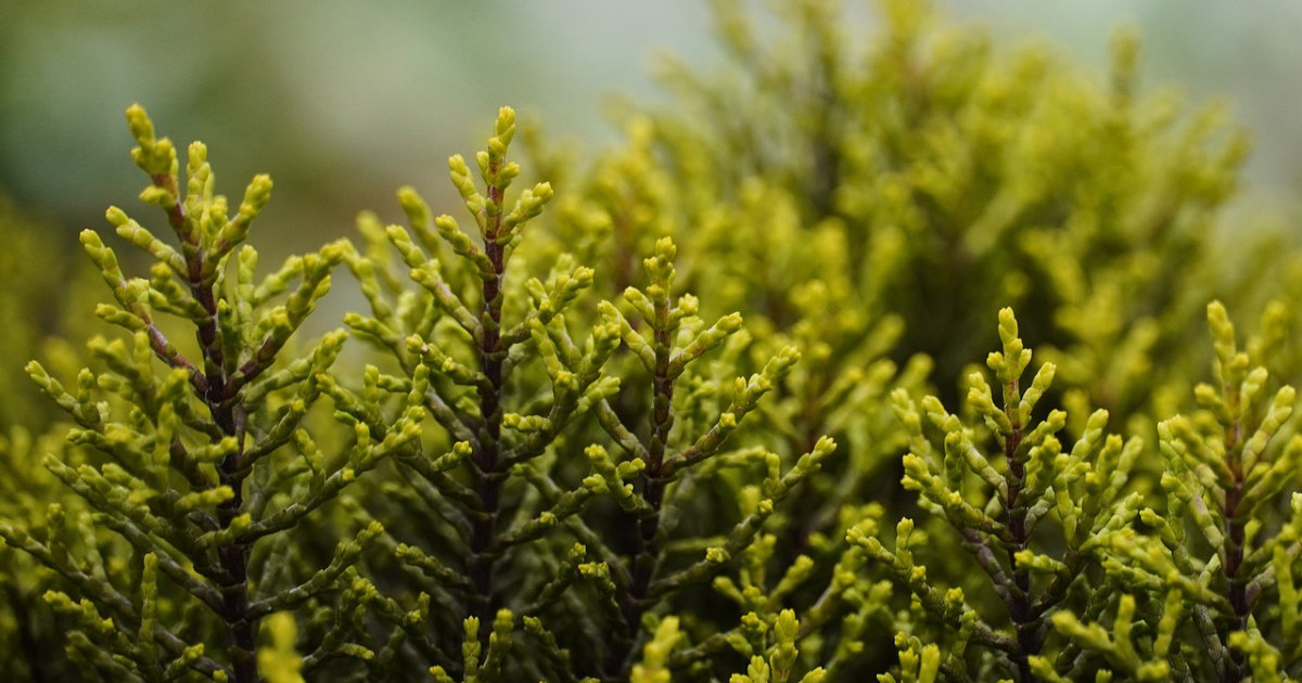 Immergrüne Sträucher für den Wintergarten – Tipps zur Auswahl und Pflege für ein grünes Paradies das ganze Jahr über