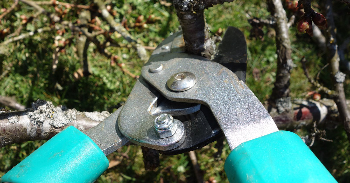 Der richtige Schnitt für Obstbäume: Tipps für eine reiche Ernte und gesunde Bäume – Anleitung für Anfänger und erfahrene Gärtner