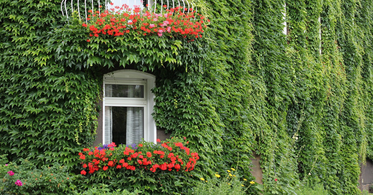 Kletterpflanzen als Sichtschutz: Efeu, Wein und Clematis – So verwandelst du deinen Garten in eine grüne Oase