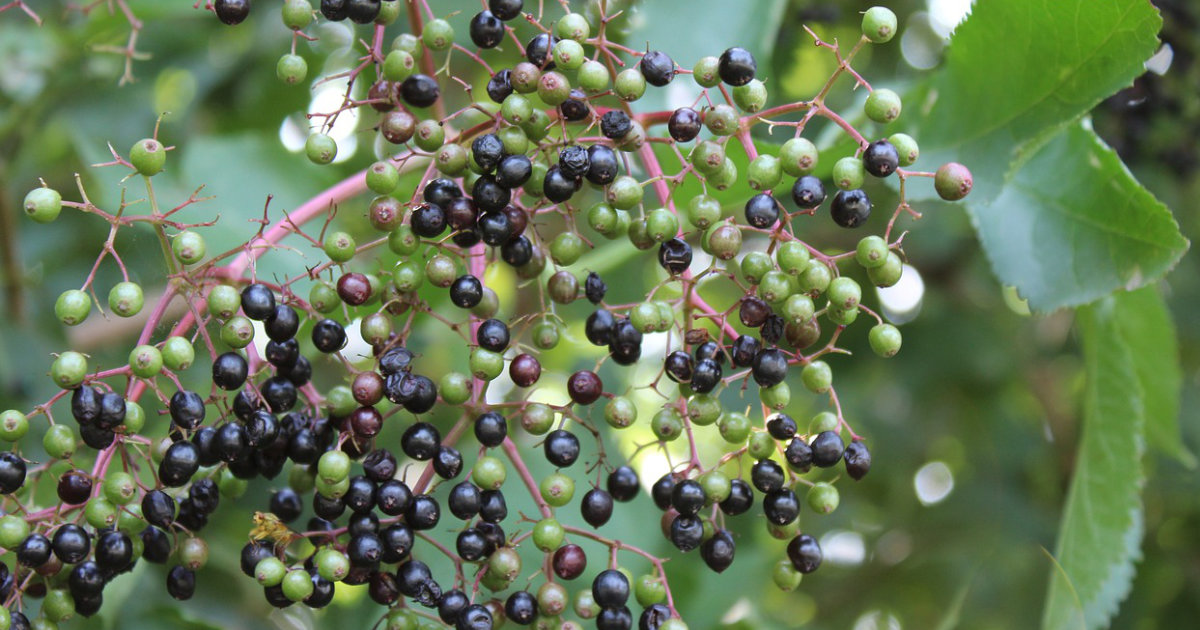 Der perfekte Standort für Beerensträucher: Tipps zur Standortwahl für eine reiche Ernte – Himbeeren, Johannisbeeren und Co.