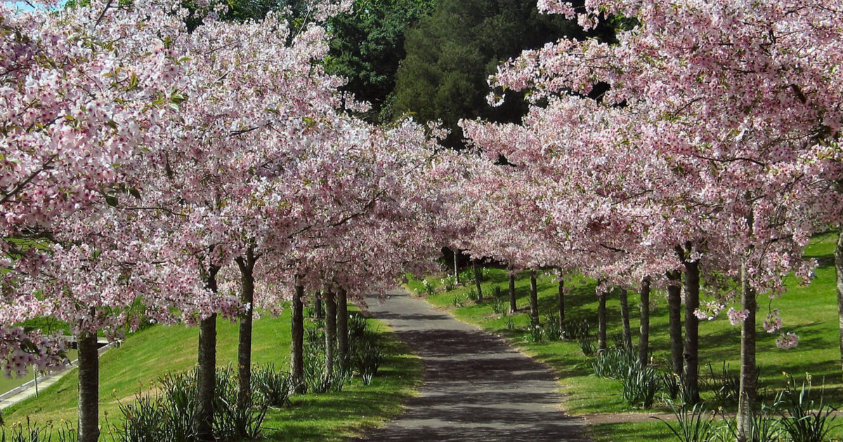 Zierbäume für kleine Gärten: Die besten Sorten für begrenzte Flächen – So findest du den passenden Baum für deinen Garten
