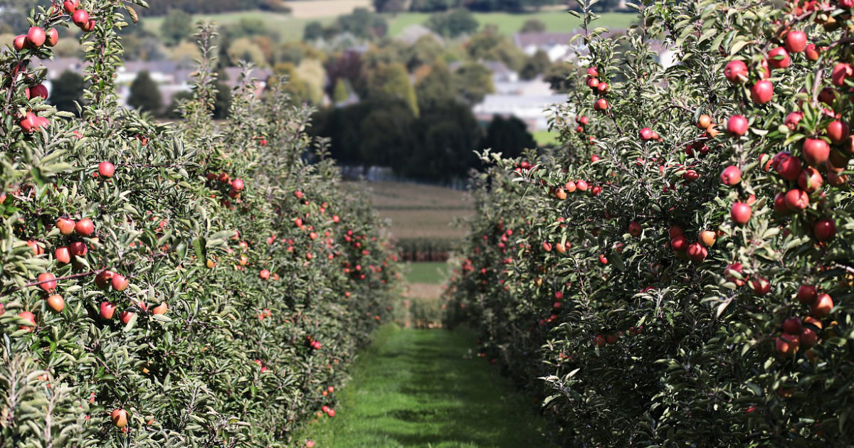 Obstbäume im Topf: Ernte auf kleinem Raum – So gelingt der Anbau von Obstbäumen auf Balkon und Terrasse