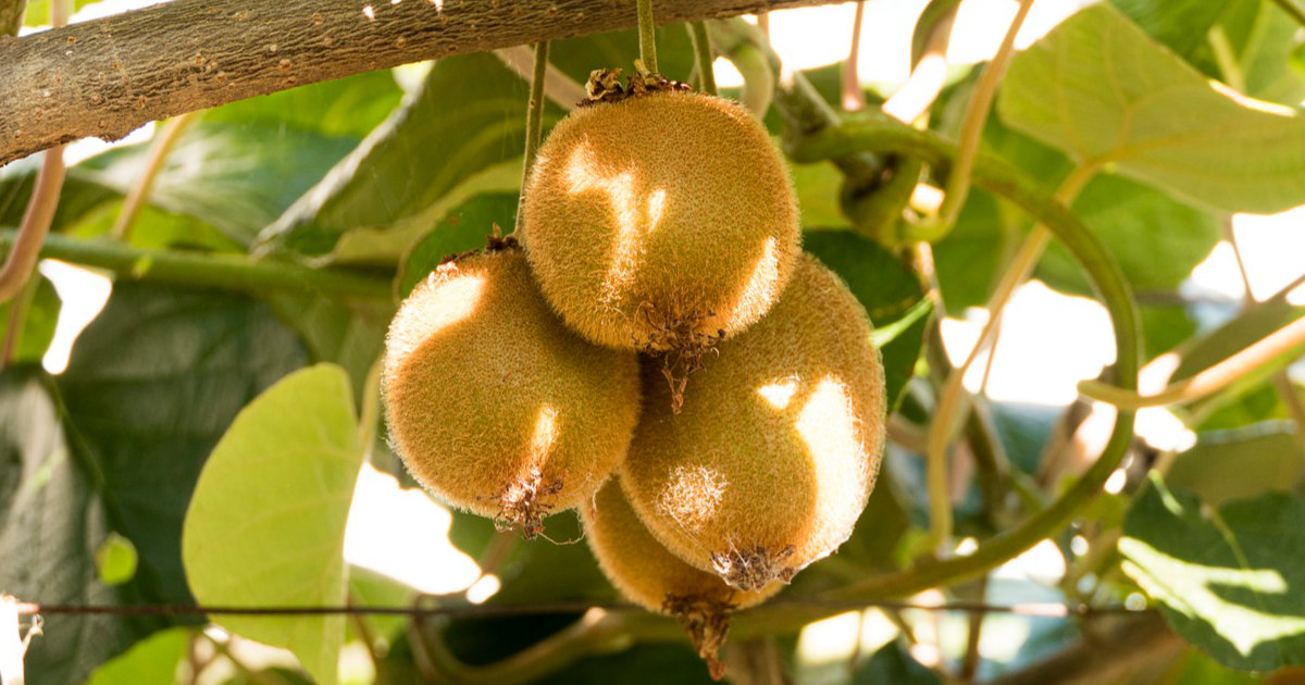 Exotische Obstbäume im Garten: Feigen und Kiwis pflanzen und pflegen für eine reiche Ernte
