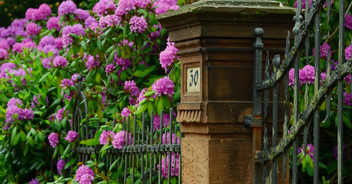 Rhododendron-Hecke: Blühende Alternative zum Sichtschutz – Tipps zur Pflanzung und Pflege für farbenprächtige Gärten
