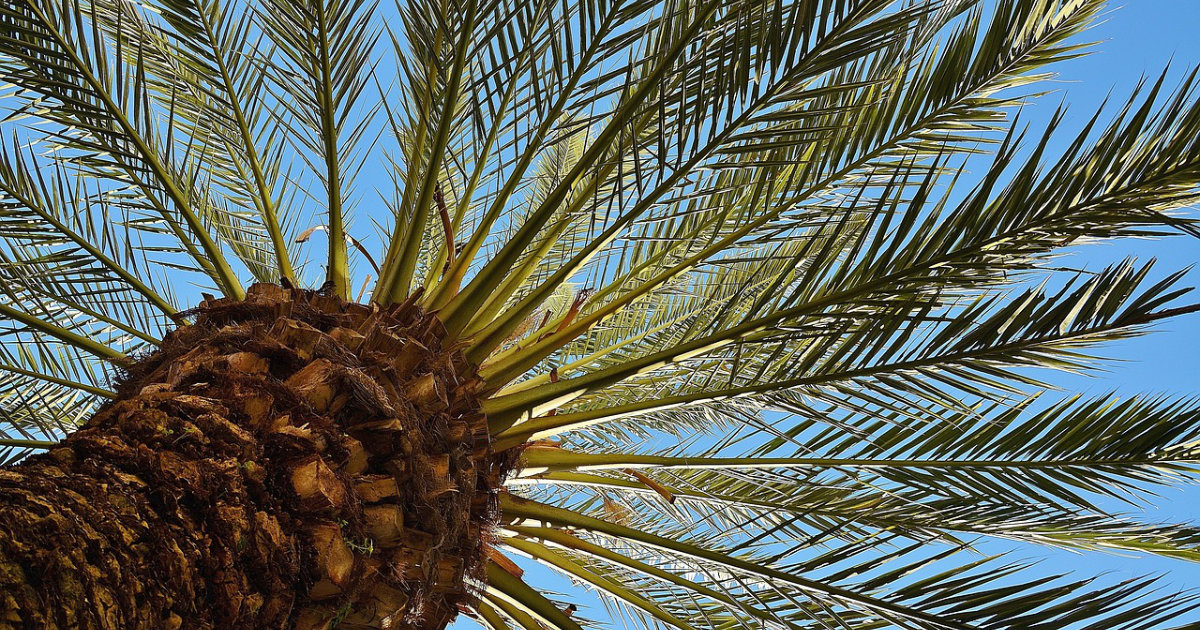 Die besten Schattenbäume für heiße Sommer: Natürlicher Sonnenschutz und kühler Rückzugsort im Garten