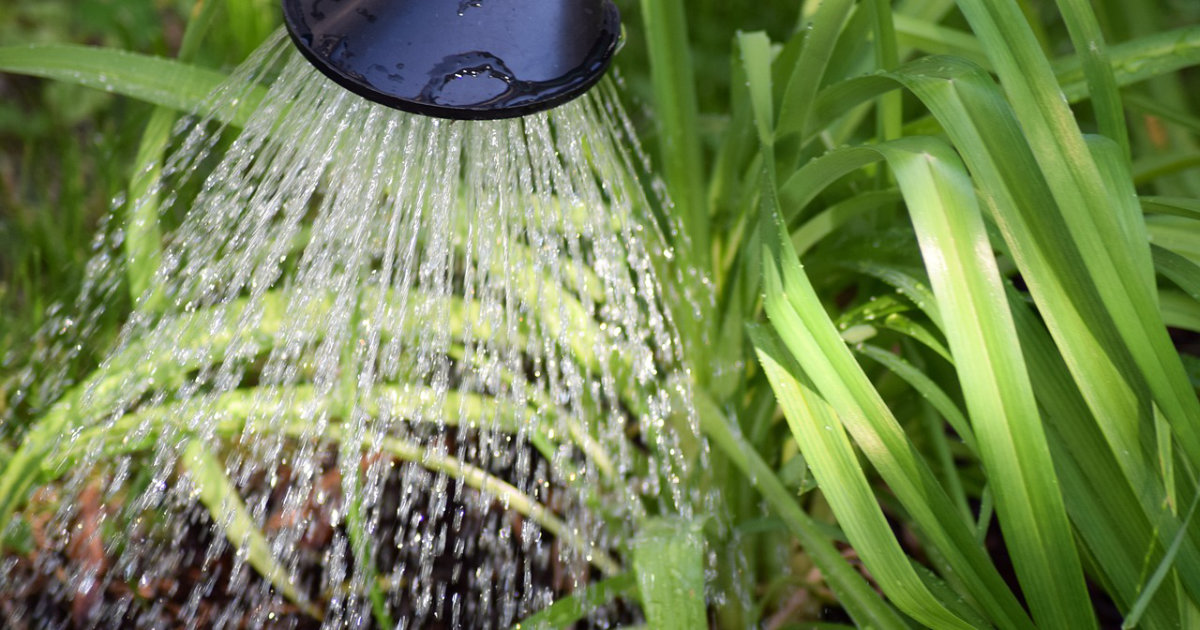 Der ideale Zeitpunkt für das Gießen im Garten: Wann und wie deine Pflanzen das Wasser am besten aufnehmen