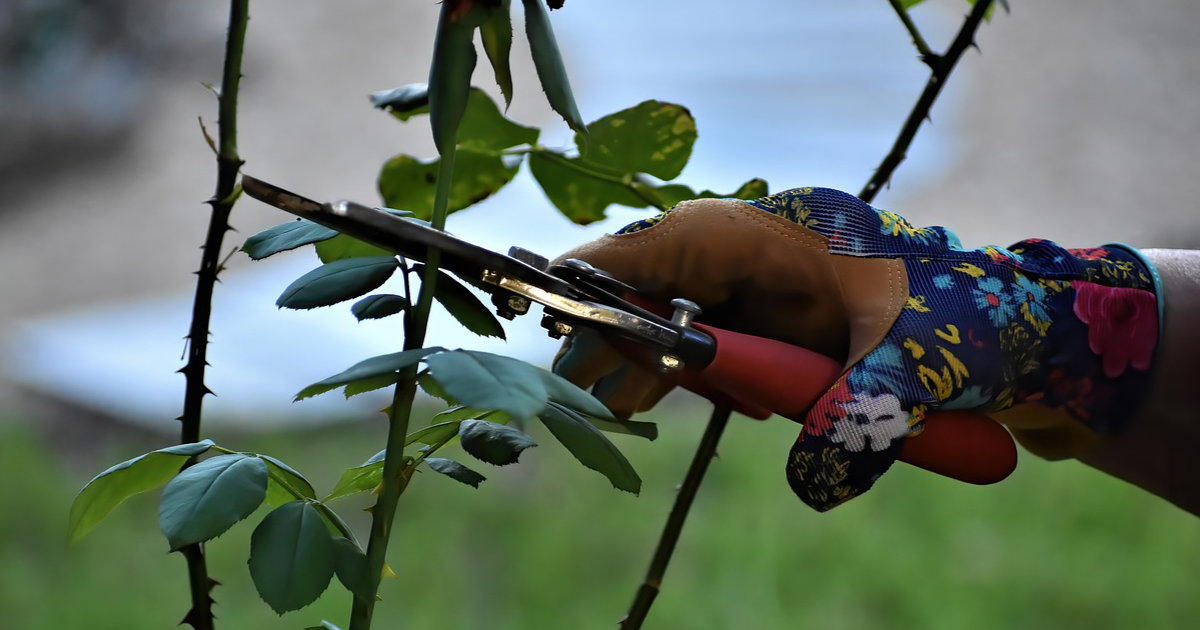 Der richtige Rosenschnitt: Wann und wie schneidet man Rosen für eine gesunde und üppige Blüte?