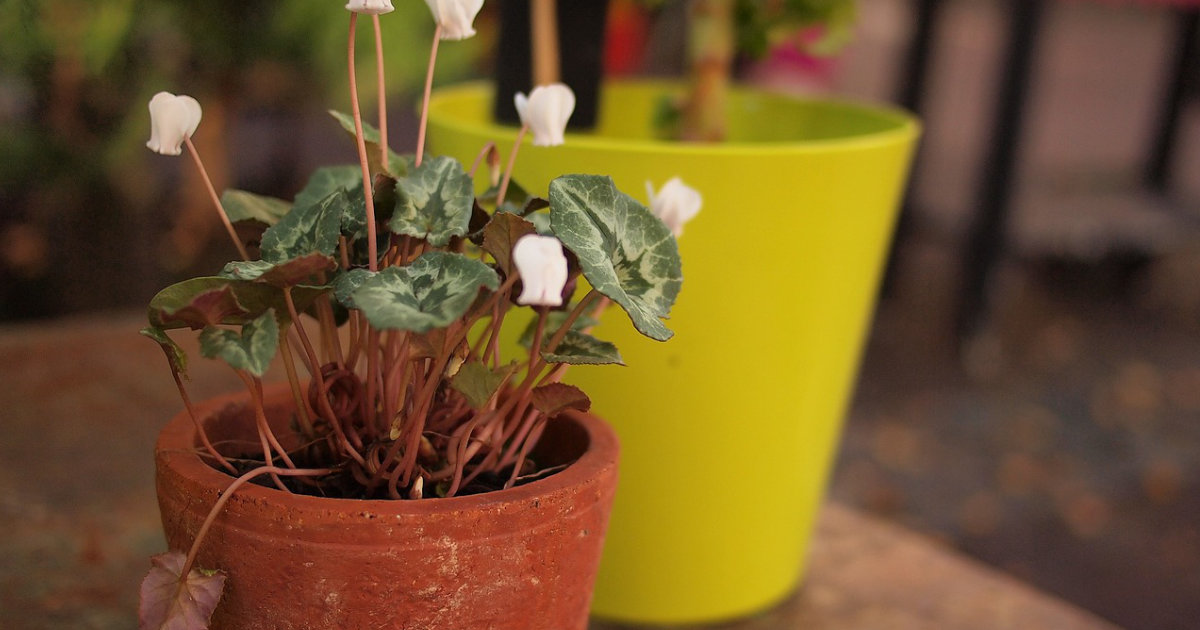 Pflanzen im Topf pflegen: So gelingt das richtige Gießen, Düngen und Umtopfen für gesunde Pflanzen