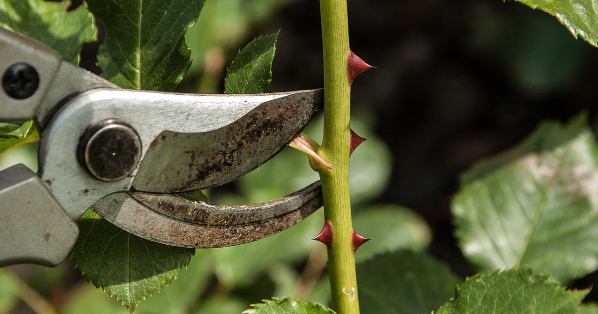 Schneiden von Sträuchern und Hecken: Die besten Tipps für gesunden Wuchs und dichte Pflanzen