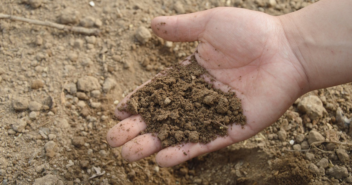 Mulchen: So schützt du deinen Boden vor Austrocknung und förderst gesundes Pflanzenwachstum