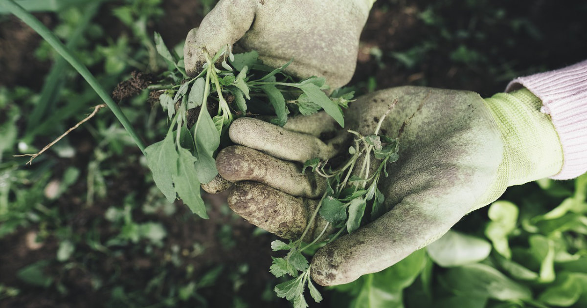 Die besten Tipps gegen Unkraut im Garten: So hältst du deine Beete unkrautfrei