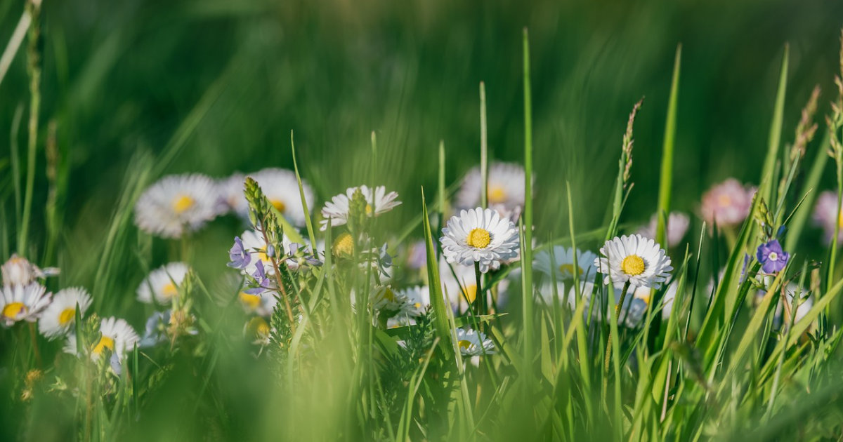 Gartenvorbereitung im Frühling: Diese Aufgaben stehen an, um deinen Garten fit für das Jahr zu machen
