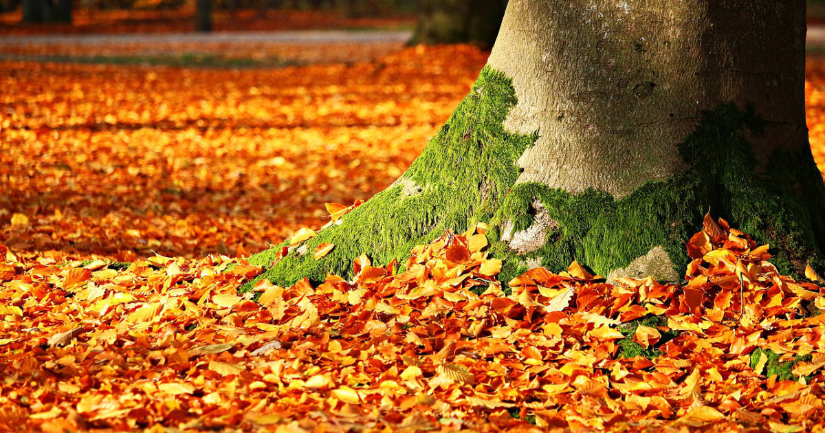 Herbstarbeiten im Garten: So machst du deinen Garten winterfest und bereitest ihn auf die kalte Jahreszeit vor