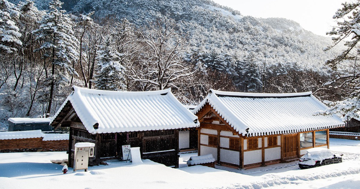 Winter im Garten: Pflegehinweise und Schutzmaßnahmen, um deinen Garten durch die kalte Jahreszeit zu bringen